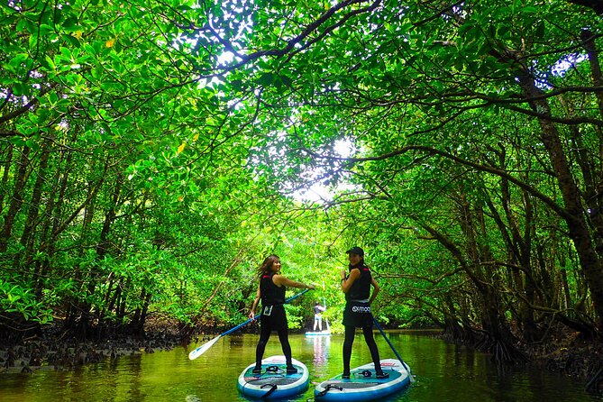 Okinawa Iriomote Mangrove SUP or Canoe Tour - Meeting at Densa TerminalJapan and Staying on Time