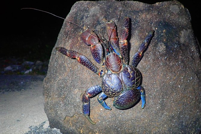 Okinawa Iriomotejima Night Adventure Tour - Key things to know before you go
