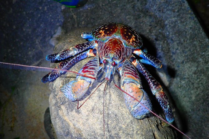 Okinawa Iriomotejima Night Adventure Tour - Stargazing on a subtropical night, when the sky clears