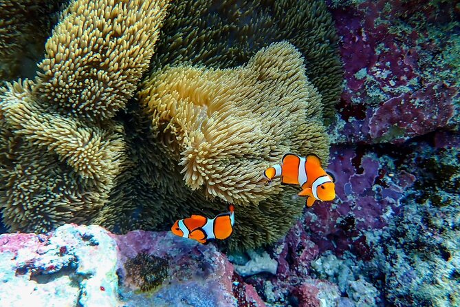 Okinawa Ishigaki Blue Cave Snorkeling Tour - Your 1.5-hour game plan once you meet the guide