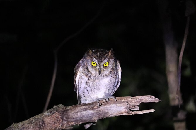 Okinawa Ishigaki Island Night Starry sky and Jungle night tour - Walking time, darkness, and what to expect from the route