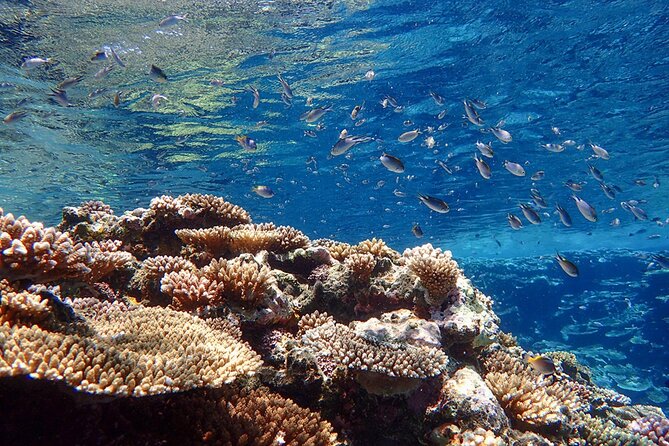 Okinawa Ishigaki Kabira Bay SUP or Canoe and Blue Cave Snorkeling - Weather, Tide, and Safety: How to Avoid a Bad Day