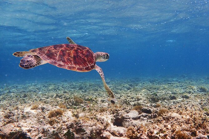 Okinawa Ishigaki Kabira Bay SUP or Canoe and Blue Cave Snorkeling - Final Call: Should You Book This Ishigaki Water Day?