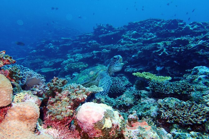 Okinawa Ishigaki Phantom Island and Blue Cave Snorkeling - Blue Cave and Phantom Island: two reefs, one memorable half day