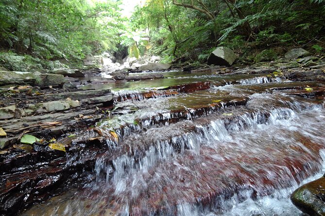 Okinawa Jungle Trails & Waterfalls – Private Yanbaru Tour - How hard is it, really: walking distance, stairs, and river rocks