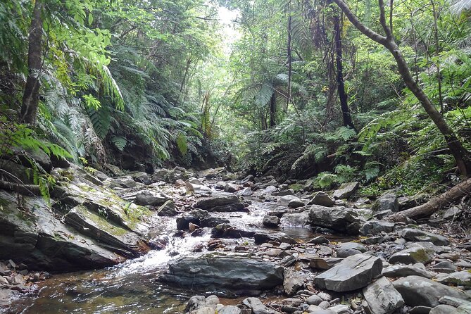 Okinawa Jungle Trails & Waterfalls – Private Yanbaru Tour - Getting there and back: the Nago meeting point and return loop
