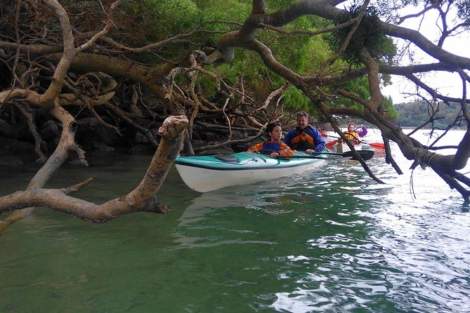 Okinawa: Kayak Mangroves & Ocean Native-English Private Tour - Price and value: is $79.26 worth it?