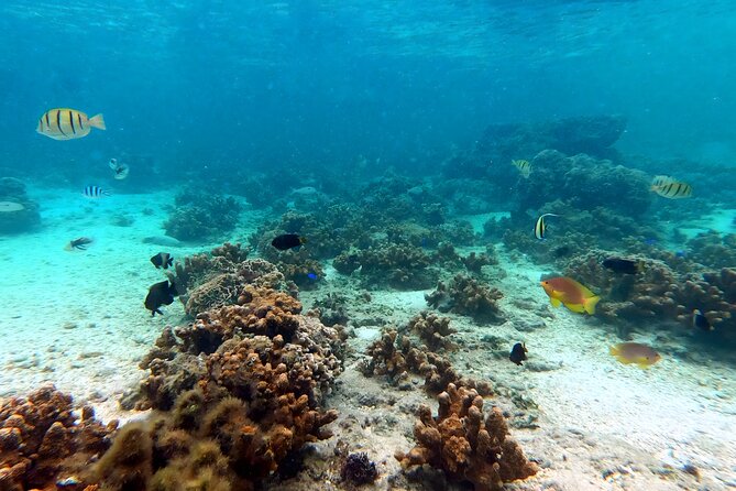Okinawa: Kayak & Snorkel, Private Tour in Yanbaru - Stop 1 in Nakijin-son: cliff coast and a route that can run long