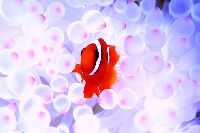Okinawa:Kerama Islands experience Diving/Snorkeling/WhaleWatching - Key things I’d focus on before you book
