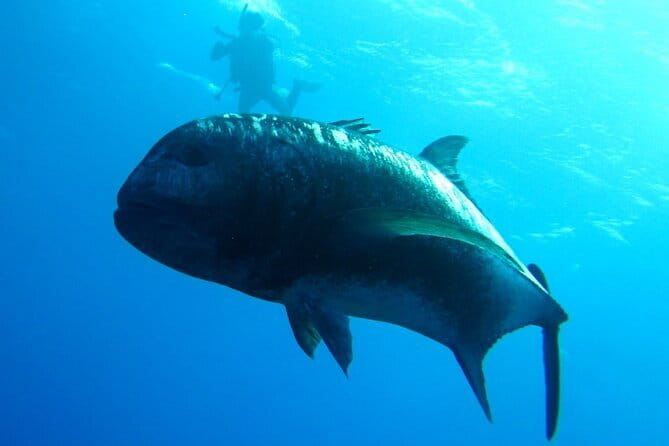 Okinawa:Kerama Islands experience Diving/Snorkeling/WhaleWatching - Kerama Islands: what makes the water day feel worth it