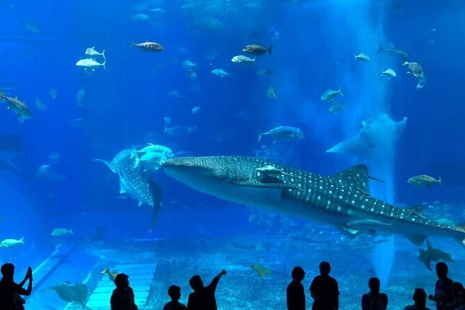 Okinawa:Kerama Islands experience Diving/Snorkeling/WhaleWatching - Safety and gear reality check: what’s praised, and what you should watch