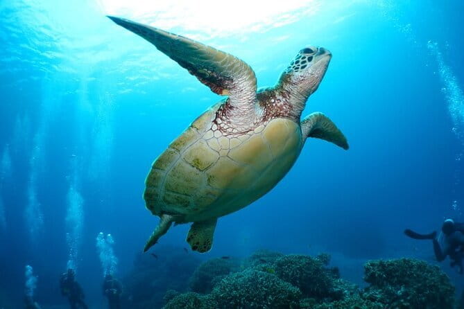 Okinawa:Kerama Islands experience Diving/Snorkeling/WhaleWatching - The 7:30 am start, Miegusuku Port, and how to plan your morning