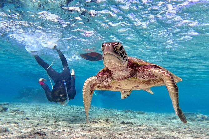 Okinawa Miyako Beach SUP or Canoe and sea turtle Snorkeling - Key things to know before you go