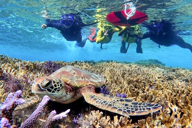 Okinawa Miyako Beach SUP or Canoe and sea turtle Snorkeling - Who should book this tour, and who might want to skip it