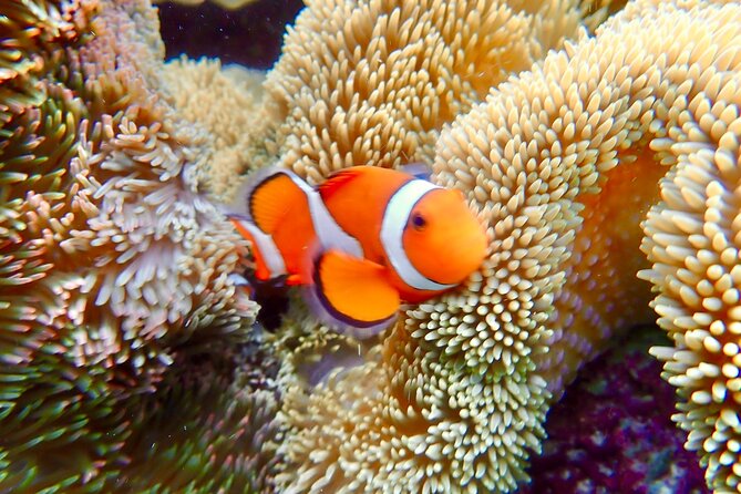 Okinawa Miyako Natural Aquarium! Tropical Snorkeling Tour - Price and Value: What $45.07 Gets You (and What Might Cost Extra)