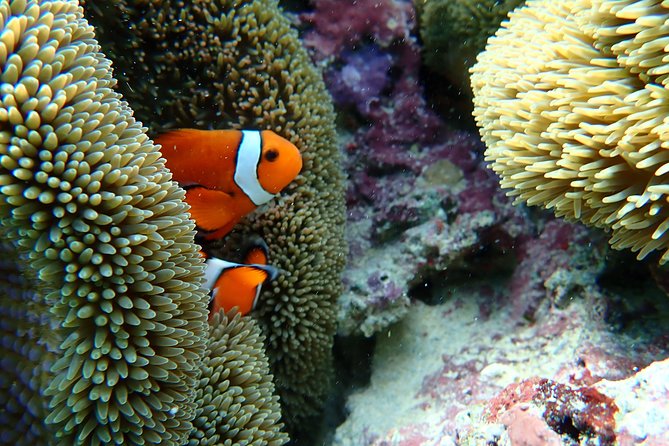 Okinawa Miyako Natural Aquarium! Tropical Snorkeling Tour - The Snorkeling Windows: How the Schedule Really Plays Out