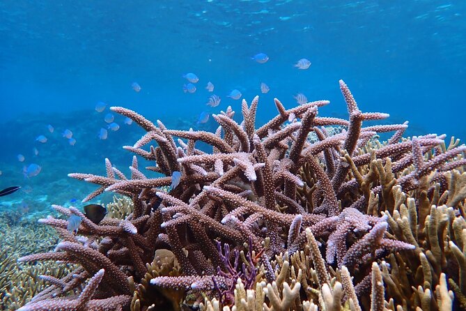 Okinawa Miyako Natural Aquarium! Tropical Snorkeling Tour - Where You Snorkel: Miyakojima Waters With Guide-Led Sightings