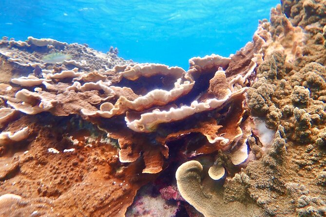 Okinawa Miyako Natural Aquarium! Tropical Snorkeling Tour - Coral, Fish, and Sea Turtles, Plus Your Waterproof Photos