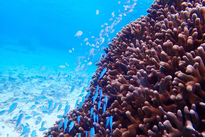 Okinawa Miyako Natural Aquarium! Tropical Snorkeling Tour - Eco-Friendly Snorkeling: Enjoy the Reef, Don’t Treat It Like a Set