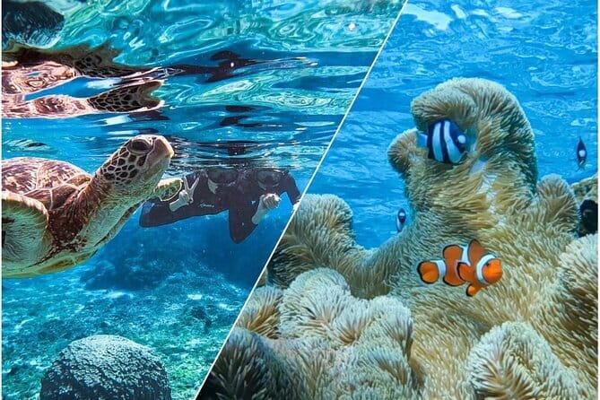 Okinawa Miyako Sea turtle Snorkeling Free Pick up and Drop off - The pacing: what about 2 hours usually means