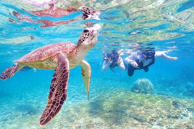 Okinawa Miyako Sea turtle Snorkeling Free Pick up and Drop off - Guides, English support, and the role of calm leadership