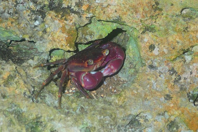 Okinawa Miyako Star Gazing & Subtropical Jungle Night Tour - Stargazing on Miyakojima: When to Look Up