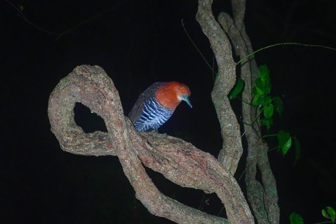 Okinawa Miyako Star Gazing & Subtropical Jungle Night Tour - Safety, Rules, and the Stuff You Really Need to Know