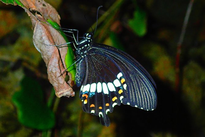 Okinawa Miyako Star Gazing & Subtropical Jungle Night Tour - Expect Spiders, and Know What Kind of Adventure This Is