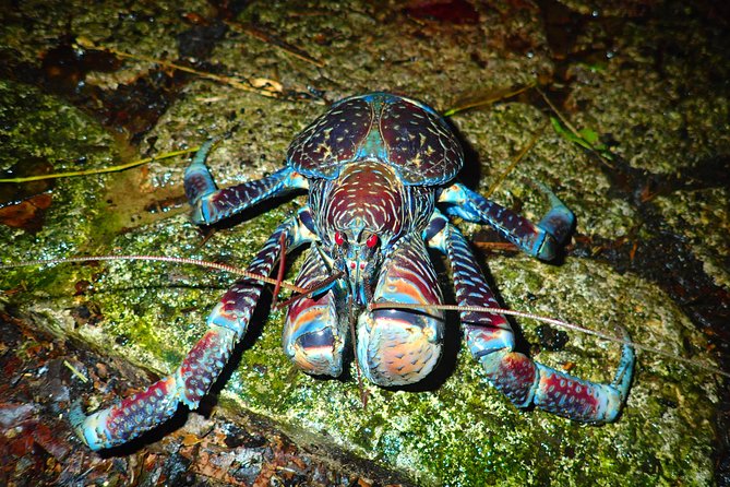 Okinawa Miyako Star Gazing & Subtropical Jungle Night Tour - Who This Tour Fits Best