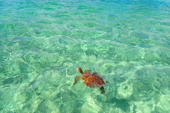 Okinawa Miyakojima Half Day SUPor Canoe & Sea Turtle Snorkeling (Half Day Set) - SUP or canoe: how your choice changes the vibe