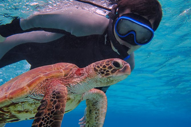 Okinawa Miyakojima Half Day SUPor Canoe & Sea Turtle Snorkeling (Half Day Set) - Sea turtle snorkeling: what your timing is built for