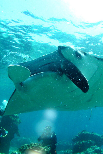 Okinawa: Naha: 1 day Kerama Islands diving‣ license required