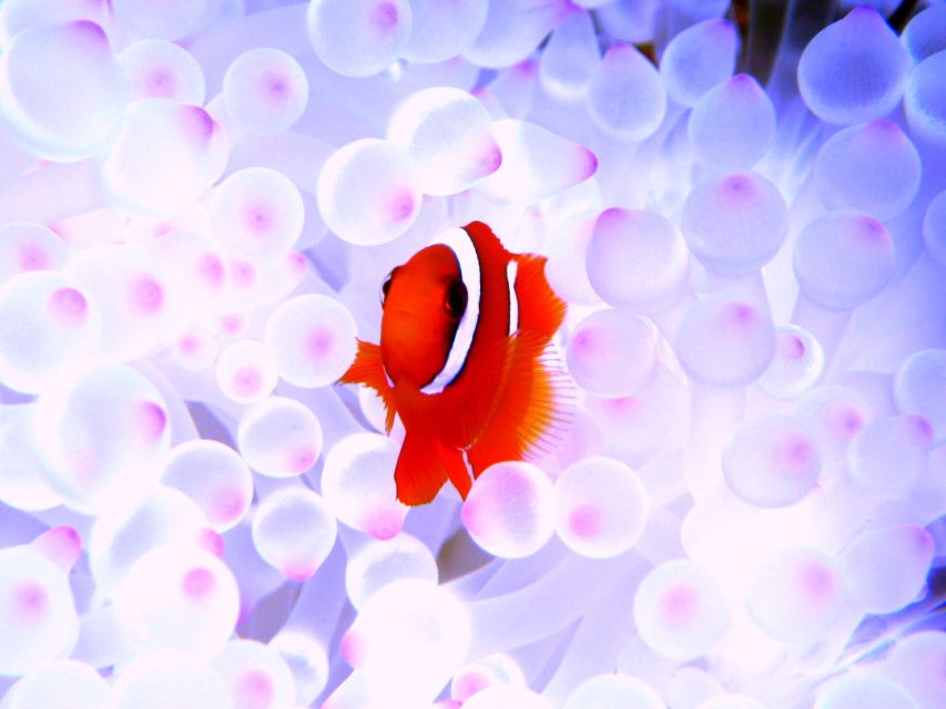 Okinawa: Naha: 1 day Kerama Islands diving‣ license required - Who should book, and who should skip this Kerama day