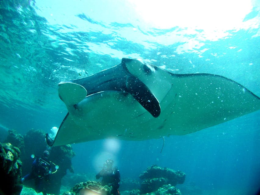 Okinawa: Naha: 1 day Kerama Islands diving‣ license required - Practical tips that can improve your day fast