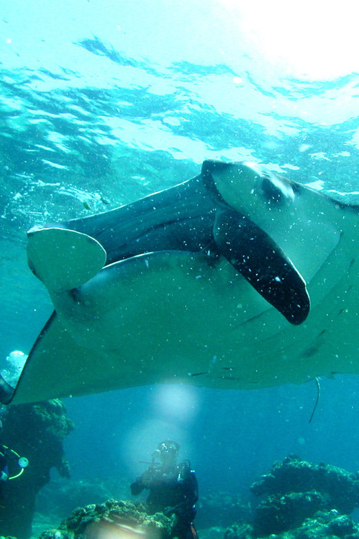 Okinawa: Naha: 1 day Kerama Islands diving‣ license required - From Naha pickup to the port, this is a tight 7-hour rhythm
