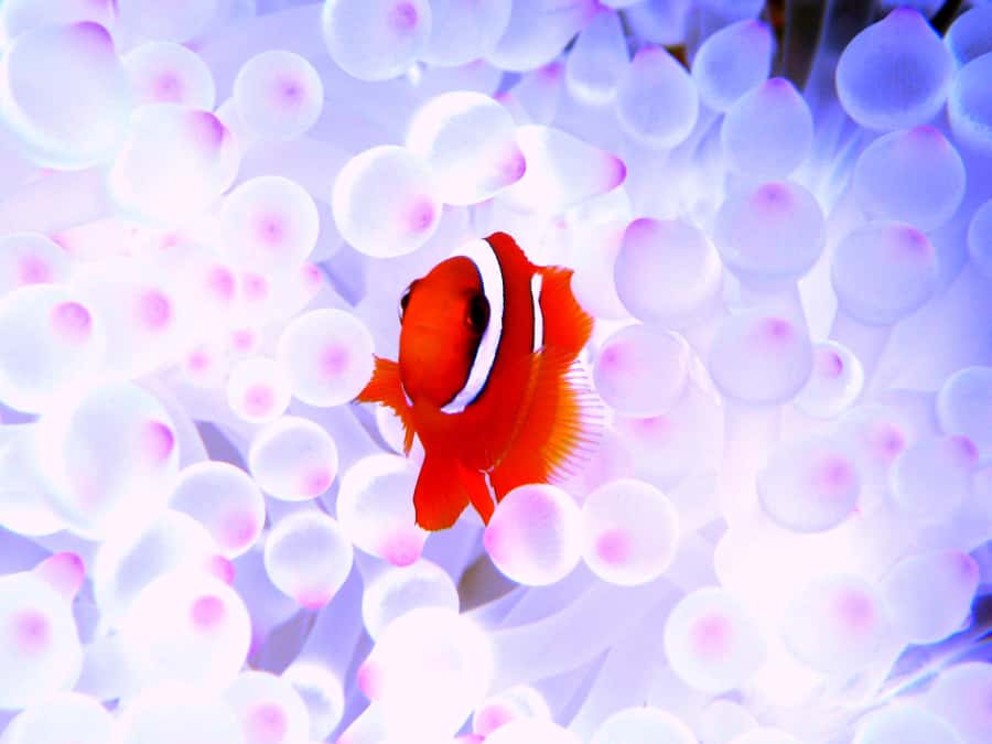Okinawa:Naha:Kerama Island Experience 1Dive and Snorkeling - Should You Book This Kerama Scuba and Snorkeling Day?