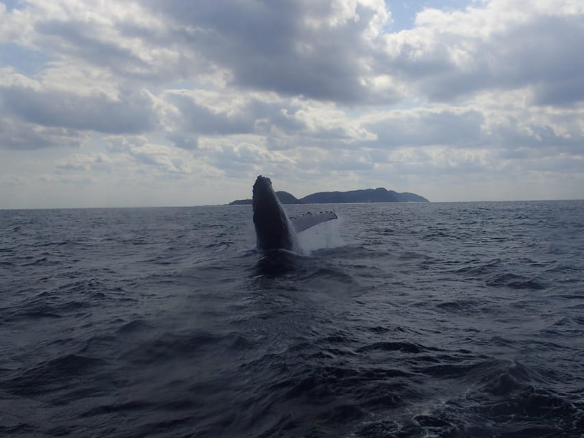 Okinawa:Naha:Kerama Island Experience 1Dive and Snorkeling - Whale Watching Season: January 12 Through March, and Realistic Expectations