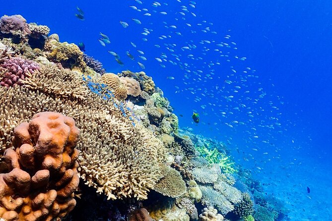 Okinawa: Scuba Diving Tour with Wagyu Lunch and English guide - English Guides, Patient Coaching, and Safety That Feels Human