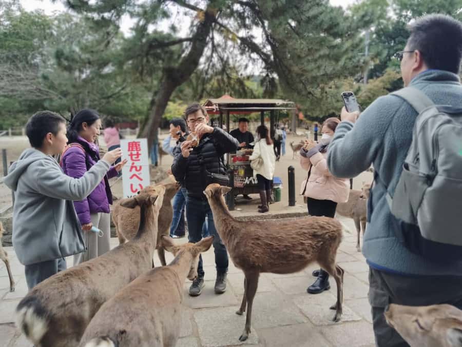 Osaka/Kyoto: Arashiyama, Nara & Fushimi Inari Shrine w/Lunch - Kyoto Wasabi Lunch in a Historic Kyo-Machiya Townhouse