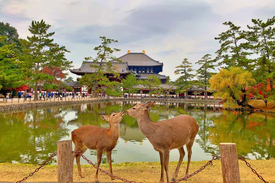 Osaka/Kyoto: Arashiyama, Nara & Fushimi Inari Shrine w/Lunch - Nara Park Deer and Todai-ji: The Big-Temple Scale Moment