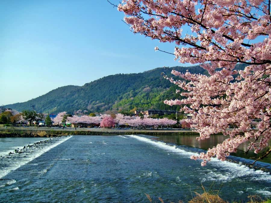 Osaka/Kyoto: Arashiyama, Nara & Fushimi Inari Shrine w/Lunch - Who This Tour Fits Best (and Who Should DIY It)