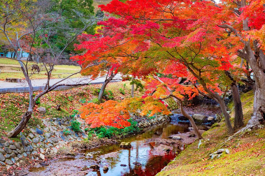 Osaka/Kyoto: Katsuoji, Kinkakuji, Arashiyama 1-Day Bus Tour - Arashiyama walkthrough: bamboo calm, Togetsukyo Bridge, and the Oi River