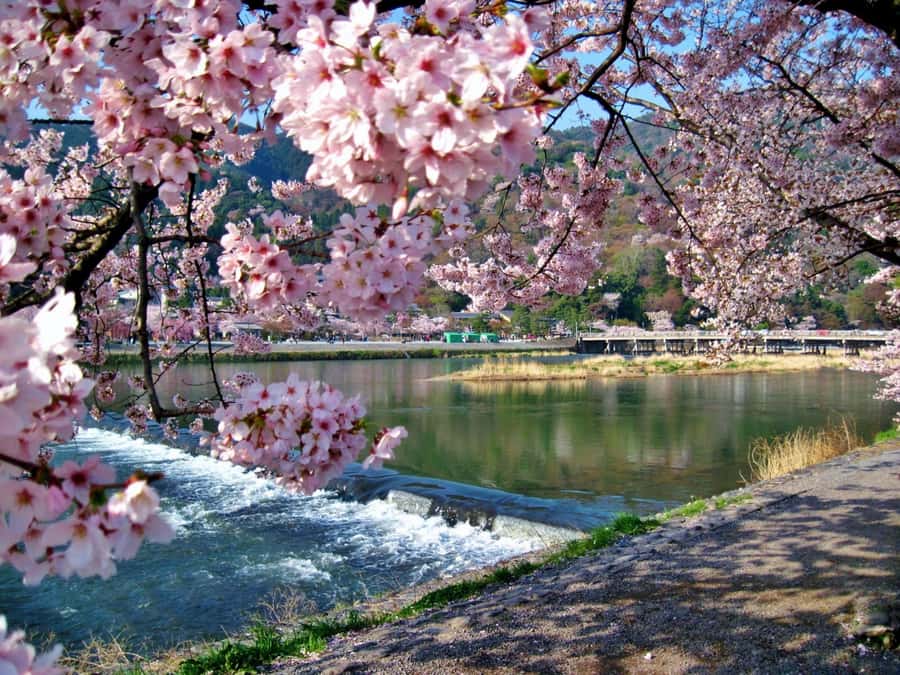 Osaka/Kyoto:Kinkakuji,Arashiyama,FushimiInariShrine,NaraPark - Who this tour fits best, and who should choose differently