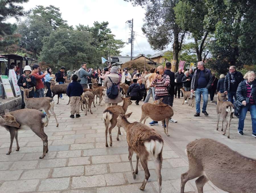 Osaka/Kyoto:Kinkakuji,Arashiyama,FushimiInariShrine,NaraPark - Price and value: what $66 per person gets you, and what it doesn’t