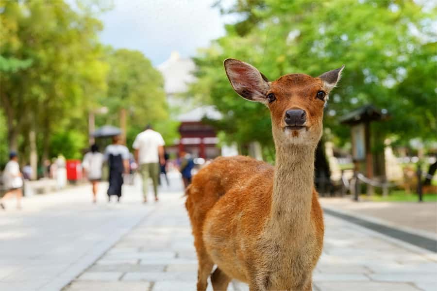 Osaka/Kyoto: Kiyomizudera Fushimi Inari, Nara Tour w/ Pickup - Who this tour is best for, and who should skip