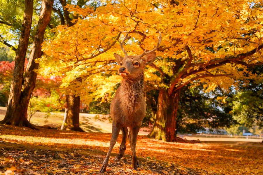 Osaka/Kyoto: Kiyomizudera Fushimi Inari, Nara Tour w/ Pickup - Osaka start: why Nihonbashi Exit 2 is a smart choice
