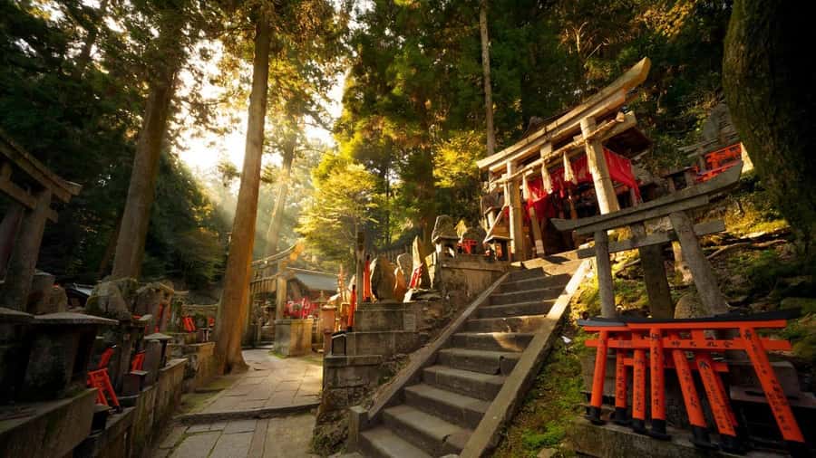 Osaka/Kyoto: Kiyomizudera Fushimi Inari, Nara Tour w/ Pickup - Nara Park deer time: the fun part, with one safety reality