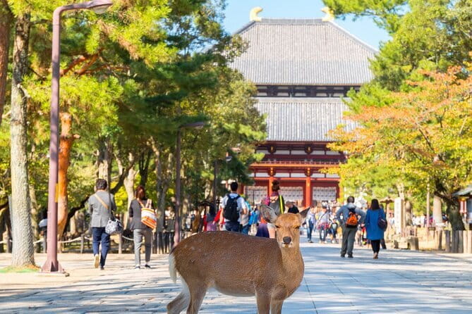 Osaka & Kyoto & Nara Top Hightlights English Speaking Tour - Who should book this tour, and who should skip it