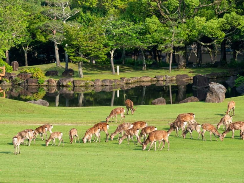 Osaka: Kyoto & Nara & Uji Historical and Scenic One-Day Tour - One-Day Loop: Osaka to Kyoto, Nara, and Uji without getting lost