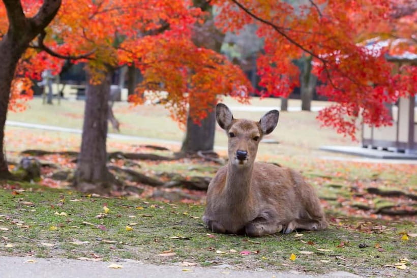 Osaka: Kyoto & Nara & Uji Historical and Scenic One-Day Tour - Practical tips: shoes, water, deer rules, and schedule flexibility